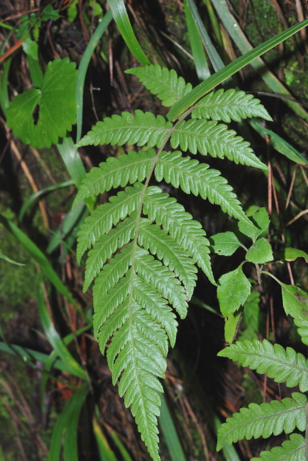 Leptogramma pilosa