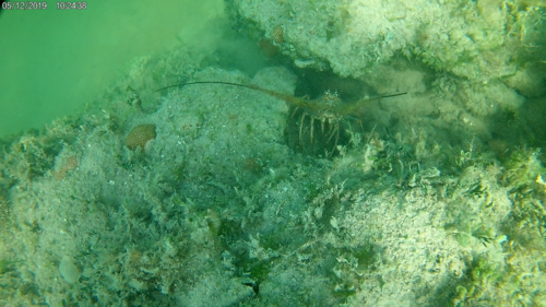 Panulirus argus