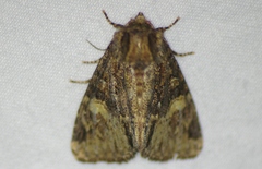 Phosphila turbulenta