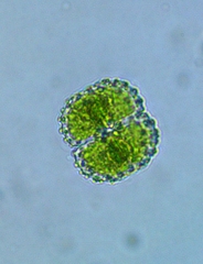 Cosmarium punctulatum