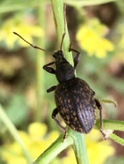 Otiorhynchus aurifer