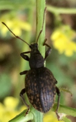 Otiorhynchus aurifer