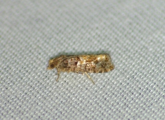 Eucopina tocullionana