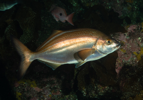 Bastard trumpeter (Latridopsis forsteri) — Latridae