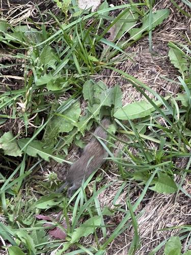 Long-tailed Vole
