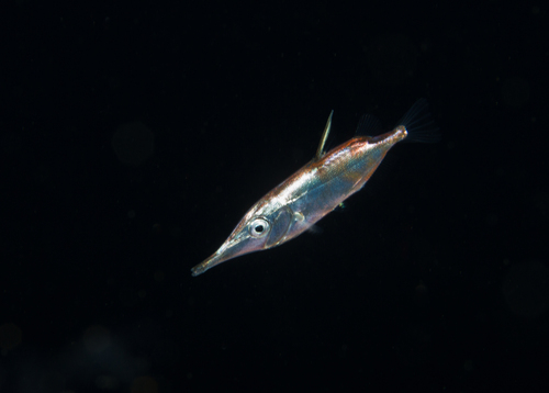 Bellowfish (Macroramphosus scolopax) — Centriscidae — 5