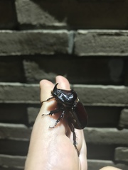 Oryctes nasicornis corniculatus