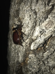 Oryctes nasicornis corniculatus
