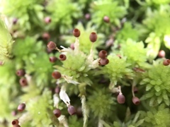 Sphagnum subnitens