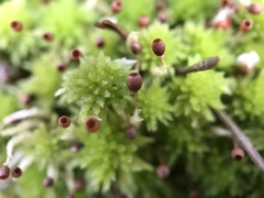 Sphagnum subnitens