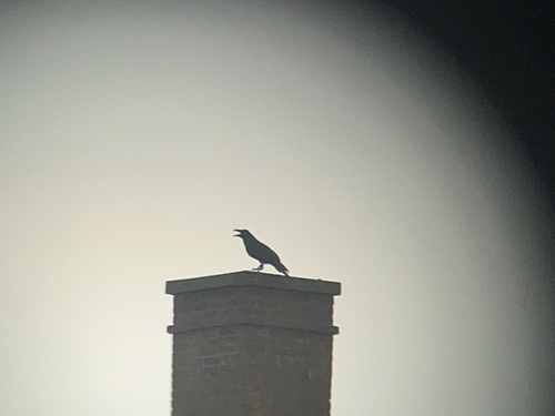 Common Raven photographed in Rhode Island