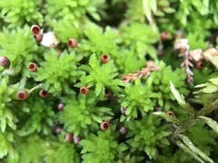 Sphagnum subnitens