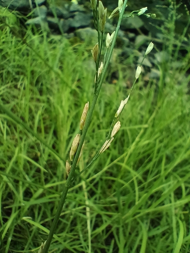 Image of Plaited Mannagrass (Glyceria notata) by (c) Vladimír Fuka, some rights reserved (CC BY)
