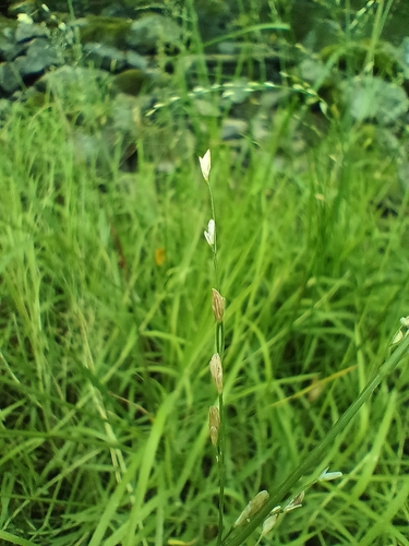 Image of Glyceria notata by (c) Vladimír Fuka, some rights reserved (CC BY)
