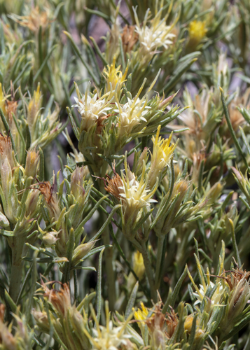 Ericameria parryi var. howardii
