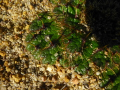 Arctopus monacanthus