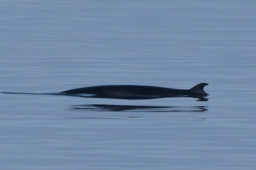 Minke whale