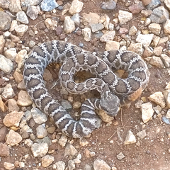 Crotalus oreganus helleri