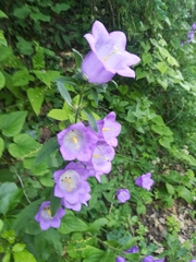 Campanula medium