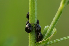 Coptosoma scutellatum