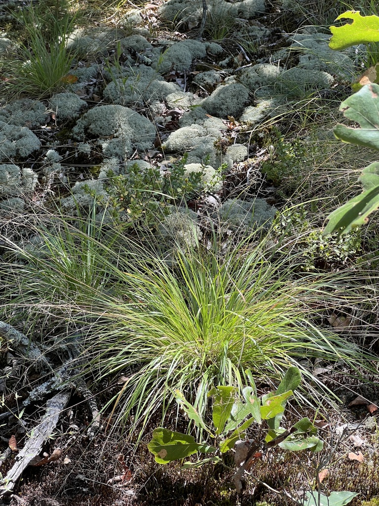 Slim-leaf Witchgrass