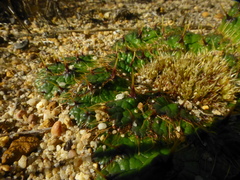 Arctopus monacanthus