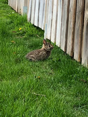 Sylvilagus floridanus