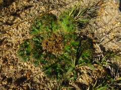 Arctopus monacanthus