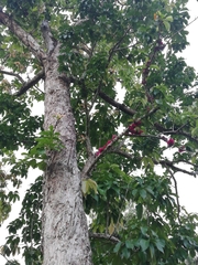 Syzygium malaccense