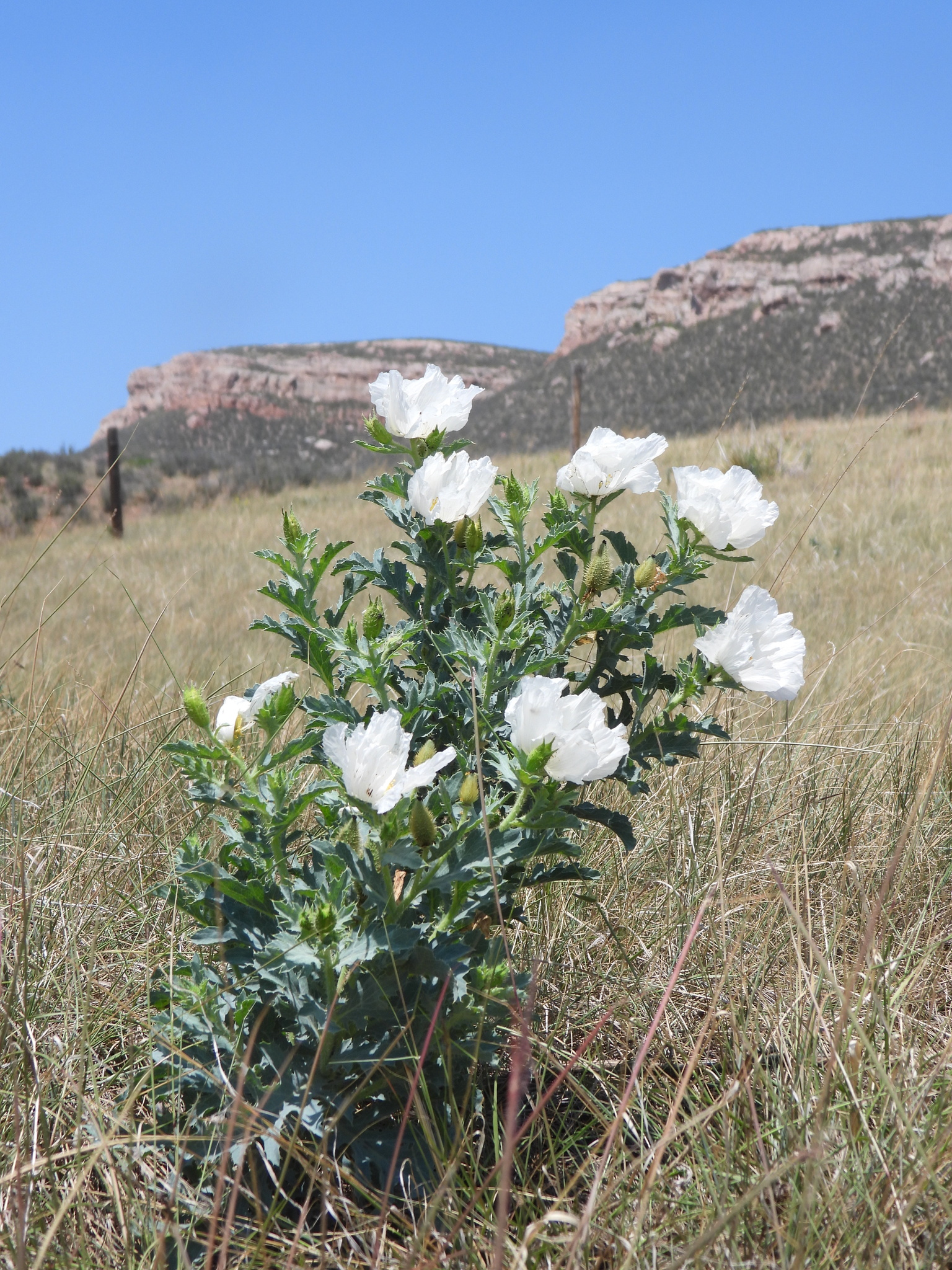 Argemone hispida