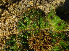 Arctopus monacanthus