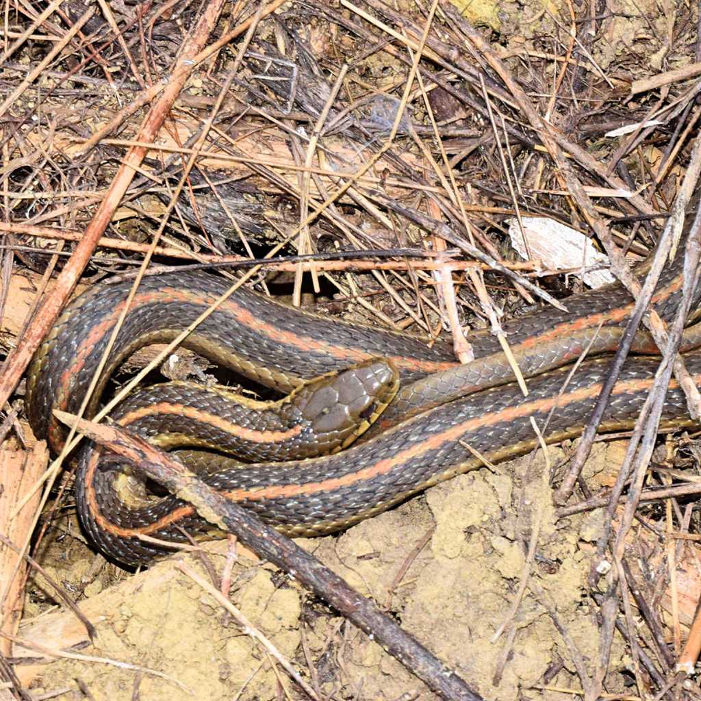 Northwestern Garter Snake in June 2019 by Daniel Palmer · iNaturalist