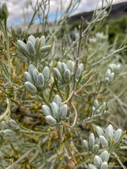 Tetradymia tetrameres