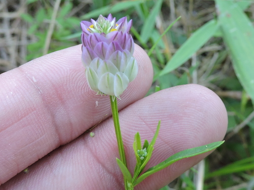 Polygala sanguinea iNat (2)