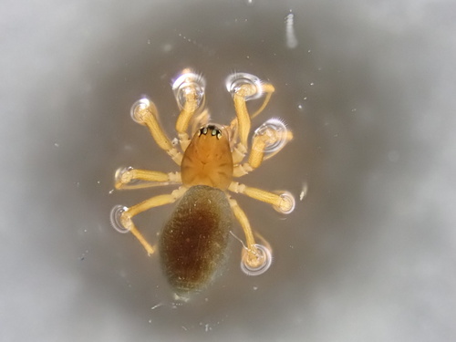 Scotinotylus allocotus