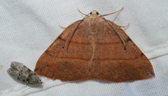 Drepanulatrix bifilata