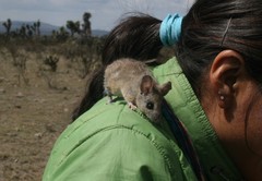 Peromyscus melanophrys consobrinus