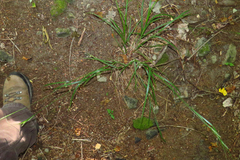 Carex virescens