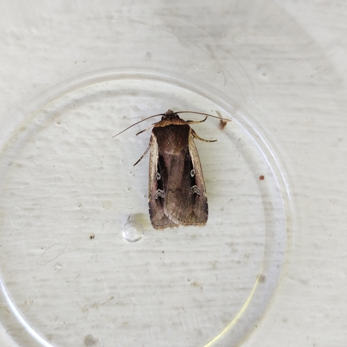 Flame Shoulder Moth photo 4