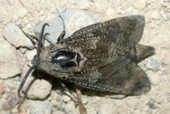 Prionoxystus robiniae