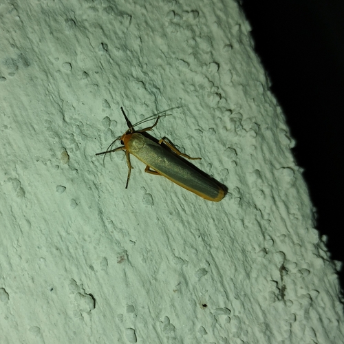 Scarce Footman Moth photo 2