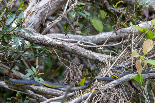 Common Tree Snake sighting