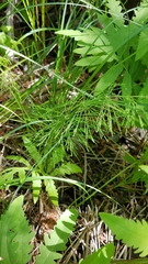Equisetum sylvaticum