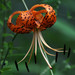 Turk's-cap Lily - Photo (c) Dawn Huczek, some rights reserved (CC BY)