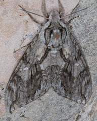 Lintneria eremitoides
