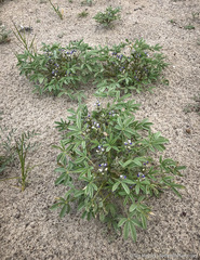 Lupinus pusillus intermontanus