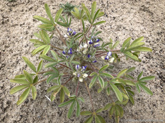 Lupinus pusillus intermontanus