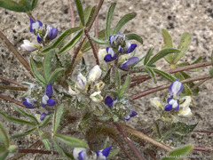 Lupinus pusillus intermontanus