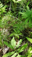 Equisetum sylvaticum