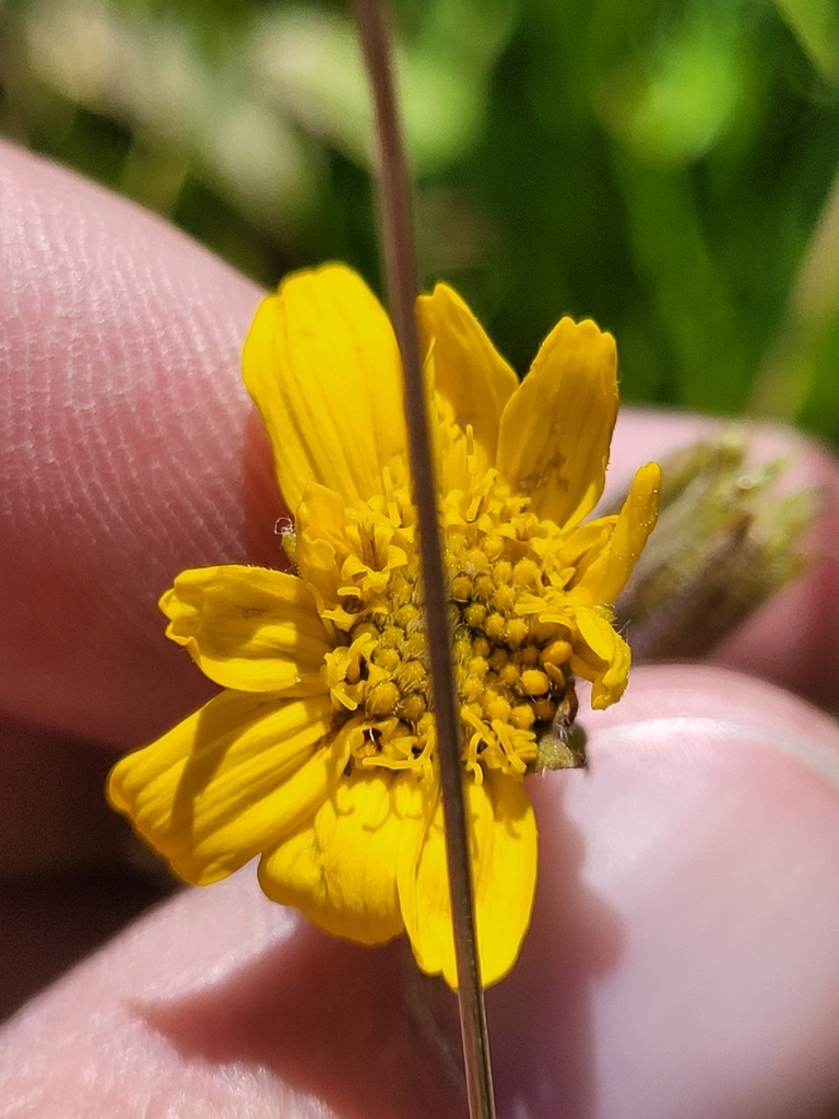chamisso arnica from Meeker, CO 81641, USA on August 2, 2024 at 12:24 ...